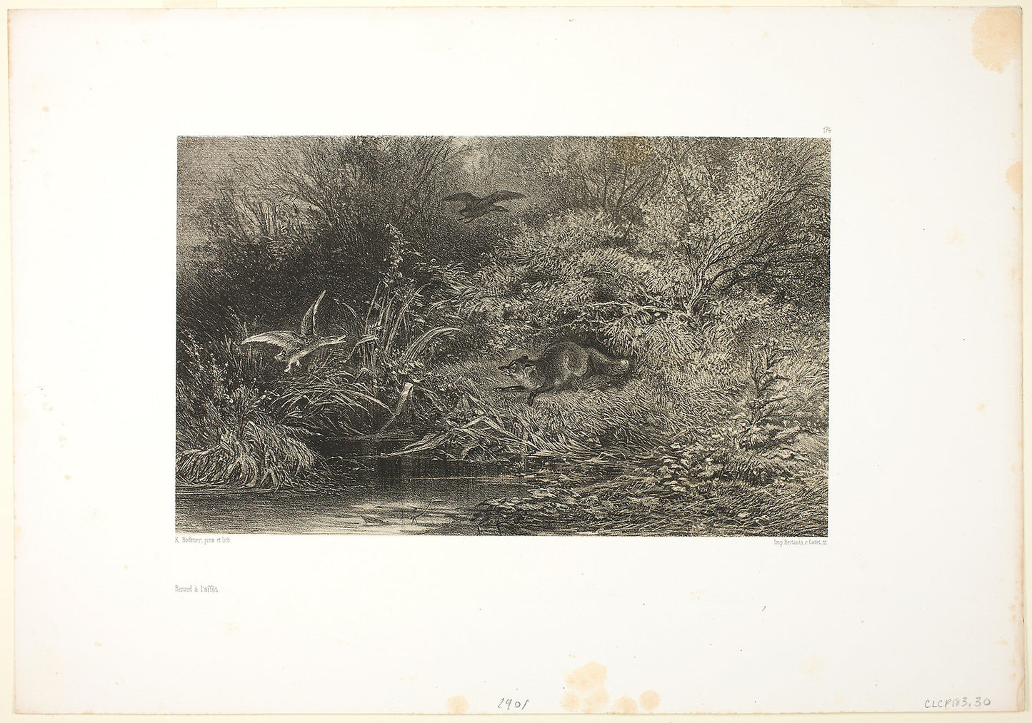 Fox on the Prowl -  Karl Bodmer,  Poster Print Wall Art