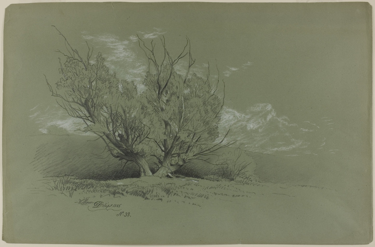 Willow -  David Johnson,  Poster Print Wall Art