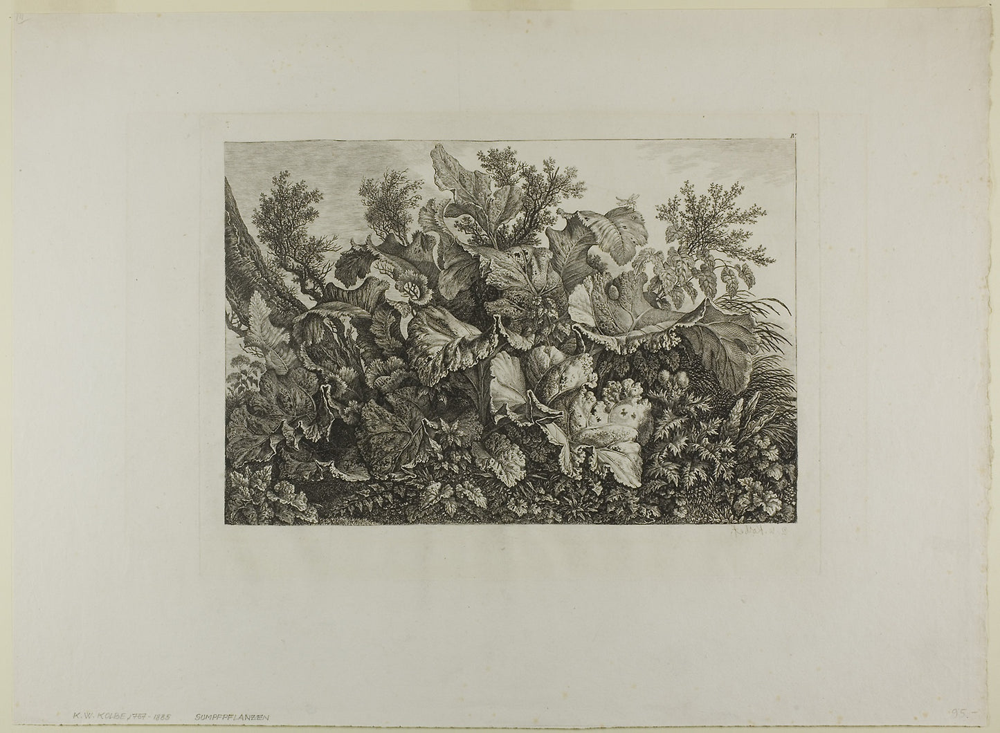 Swamp Plants -  Carl Wilhelm Kolbe, the elder,  Poster Print Wall Art