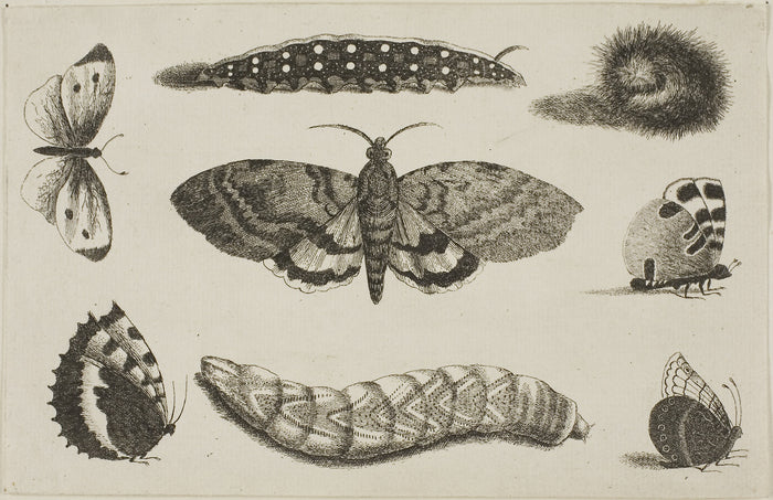 Three Caterpillars, a Moth, and Four Butterflies: Wenceslaus Hollar,16x12