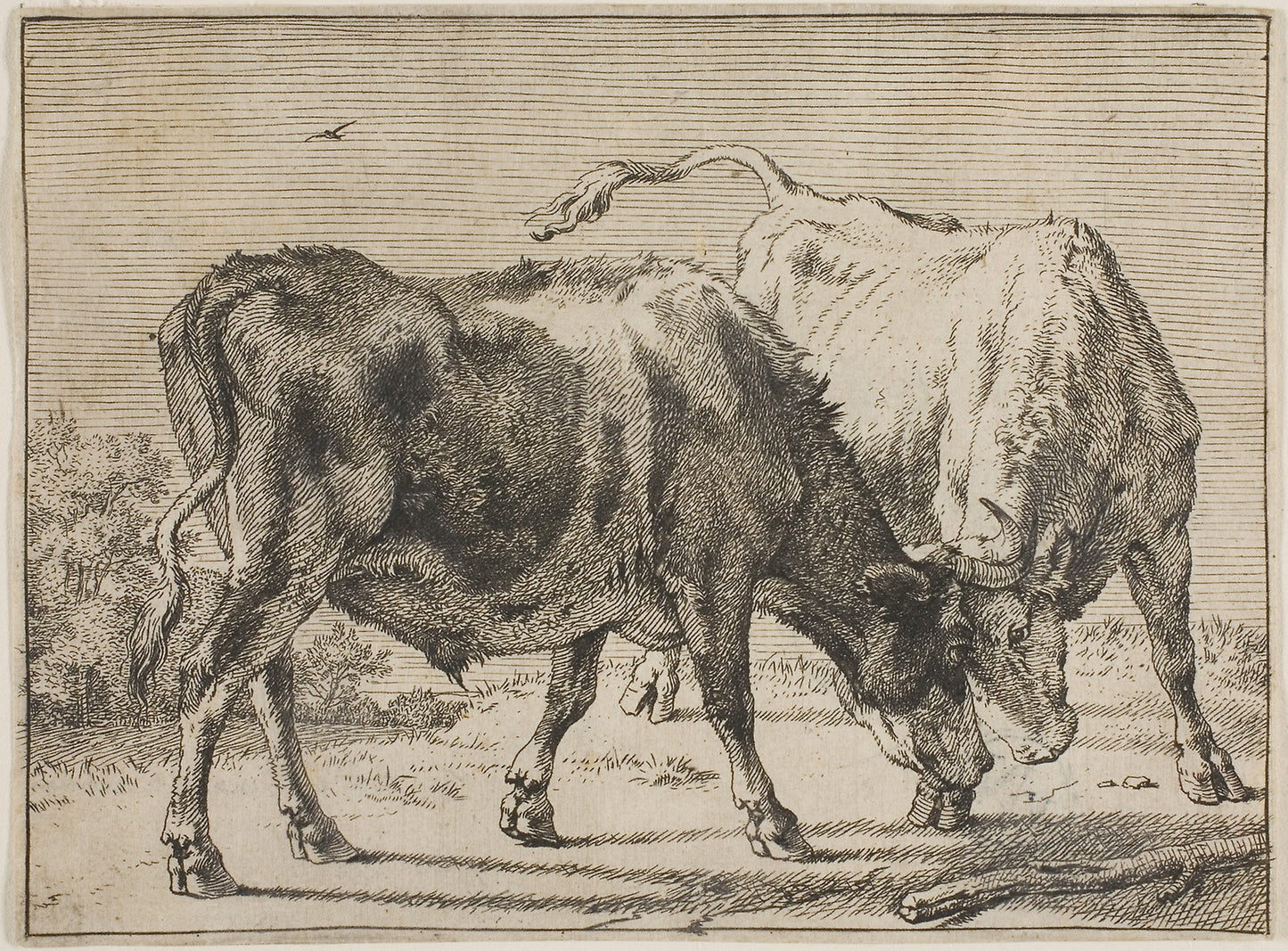 Two Bulls Fighting -  Paulus Potter,  Poster Print Wall Art