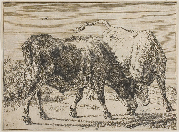 Two Bulls Fighting: Paulus Potter,16x12