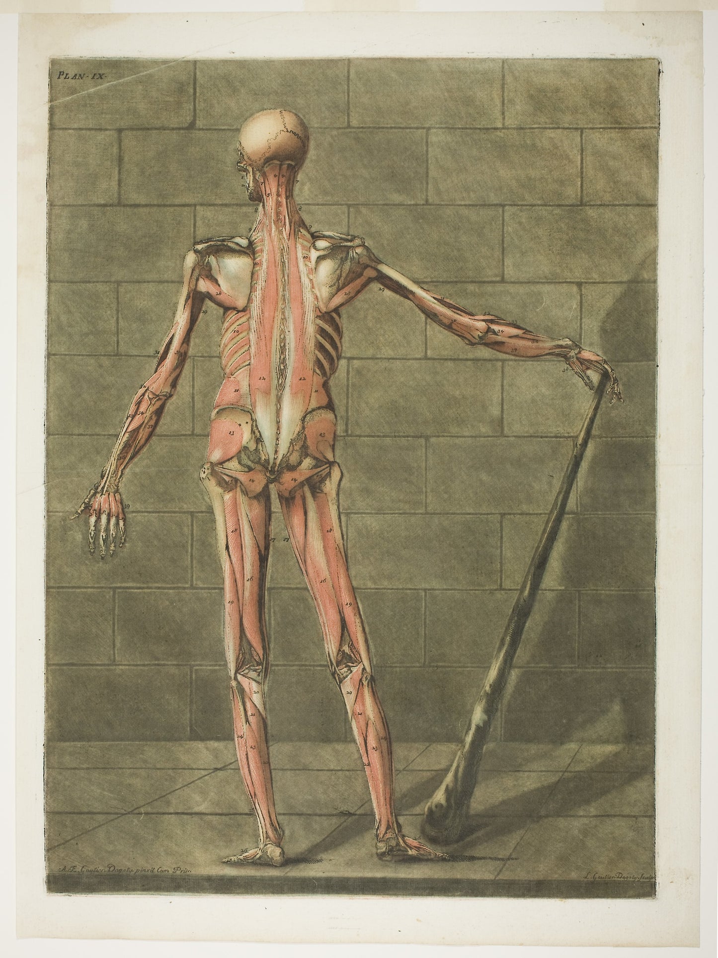 Posterior View of Muscle Man, plate nine from Complete Anatomy Course -  Arnault Éloi Gautier D’Agoty,  Poster Print Wall Art