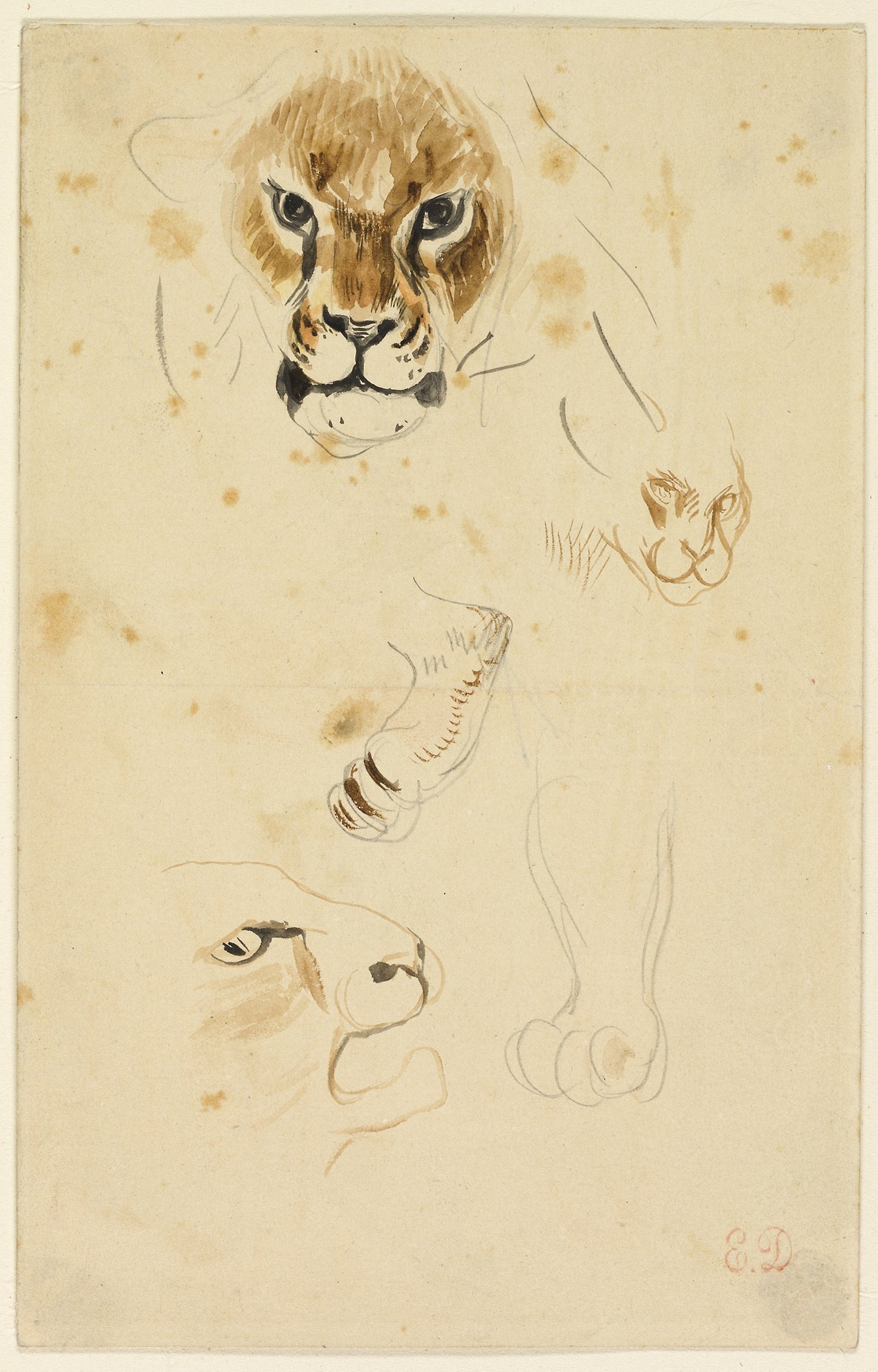 Heads and Paws of Lions -  Eugène Delacroix,  Poster Print Wall Art