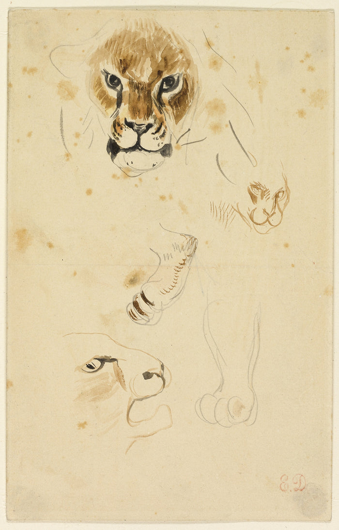 Heads and Paws of Lions: Eugène Delacroix,16x12