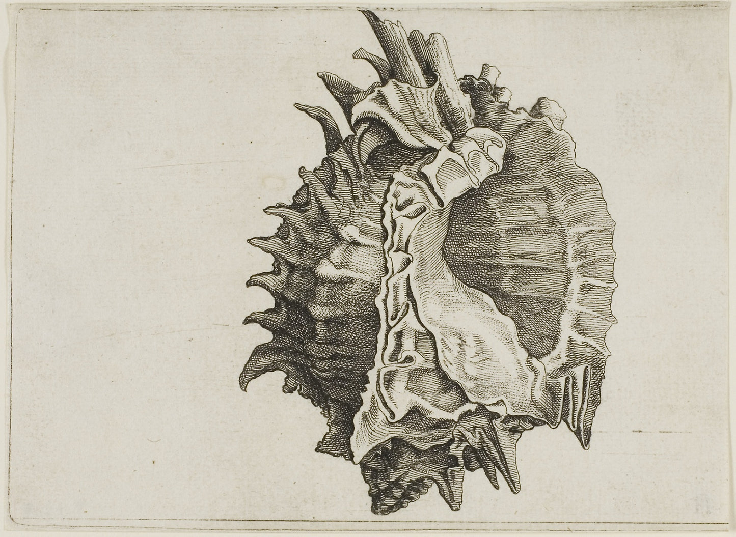 Pink-Mouth Murex (phyllonotus erythrostomus) -  Wenceslaus Hollar,  Poster Print Wall Art