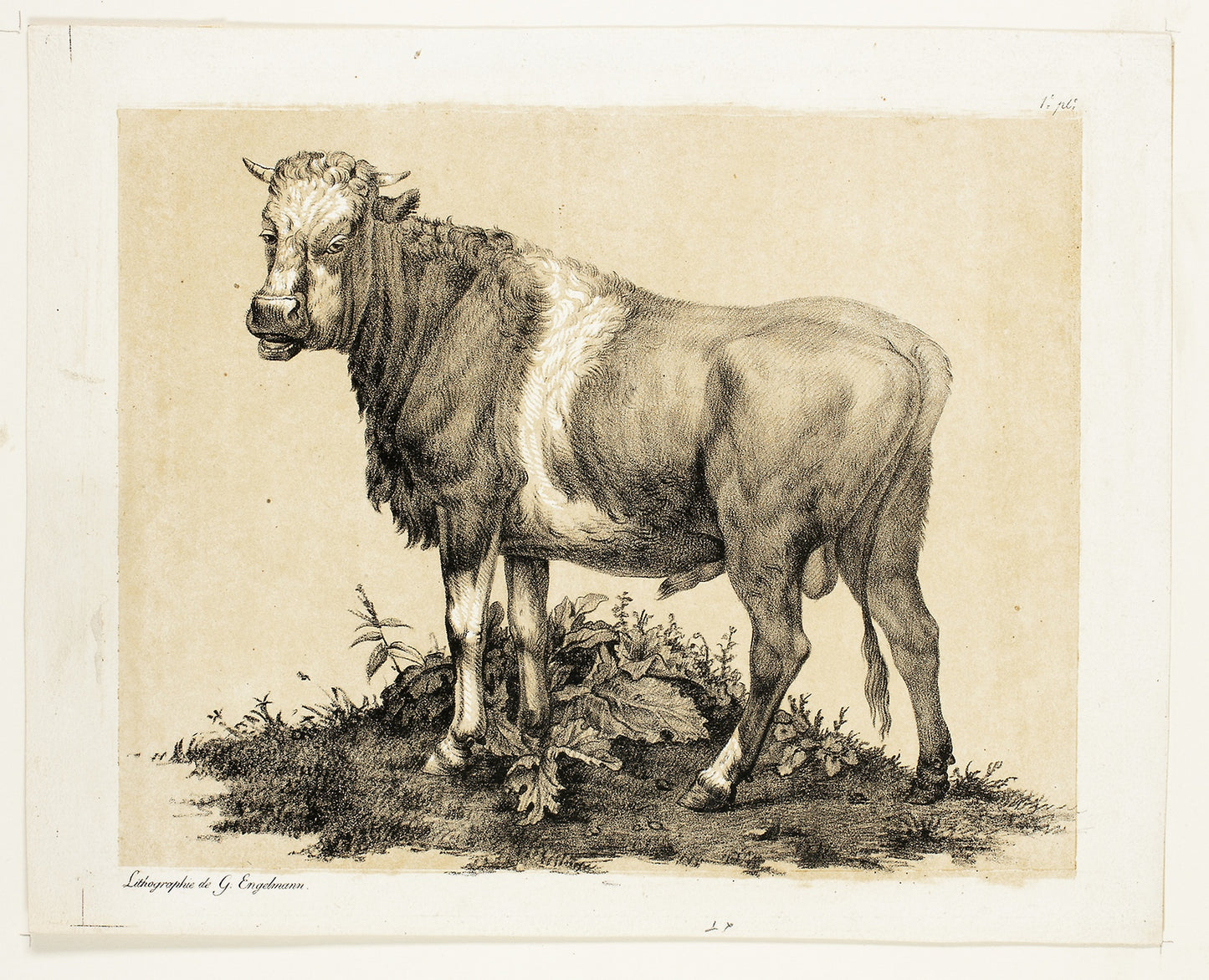 The Bull -  Gottfried Engelmann (French, 1788-1839),  Poster Print Wall Art