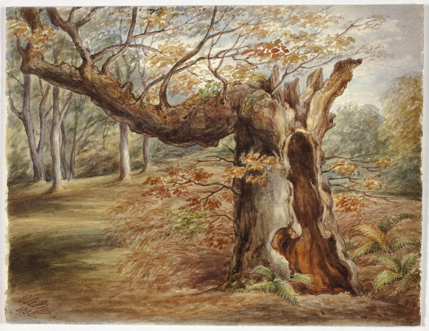 Rotting Tree -  Elizabeth Murray,  Poster Print Wall Art