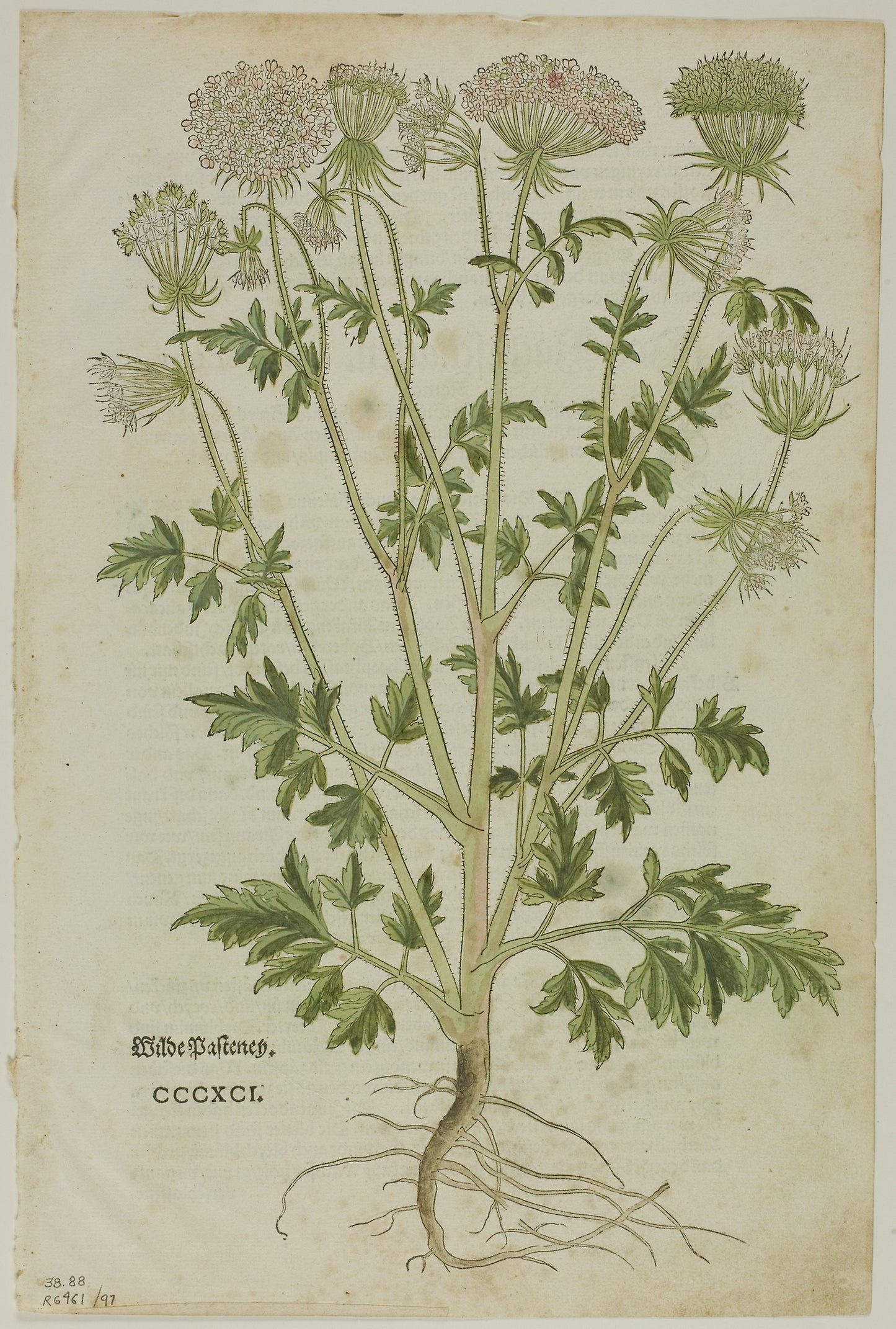 Leaf from New Kreuterbuch -  Leonhart Fuchs, plate 97 from Woodcuts from Books of the XVI Century -  Attributed to Heinrich Füllmaurer (Swiss, active 1520-1545),  Poster Print Wall Art