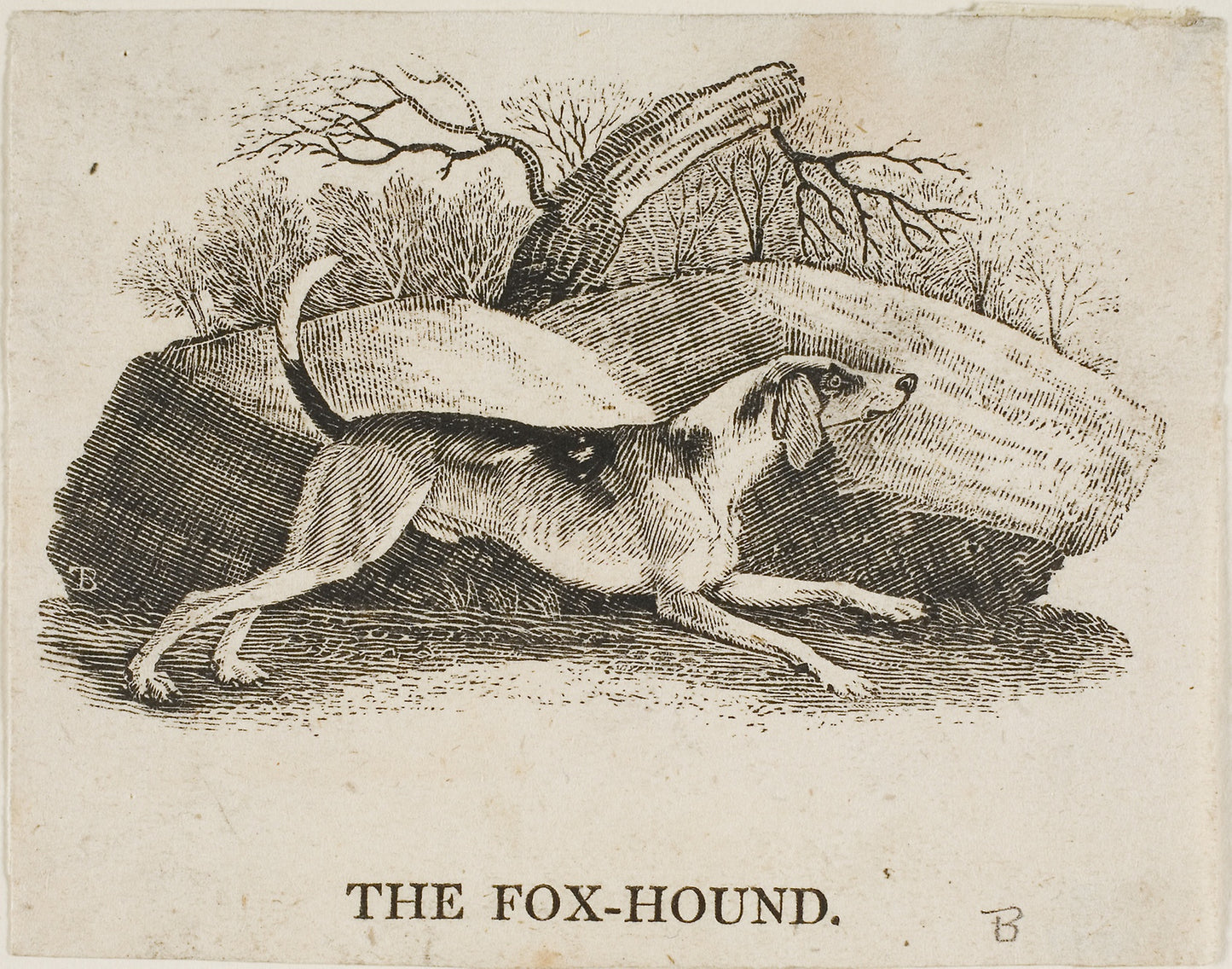 Fox Hound -  Thomas Bewick,  Poster Print Wall Art