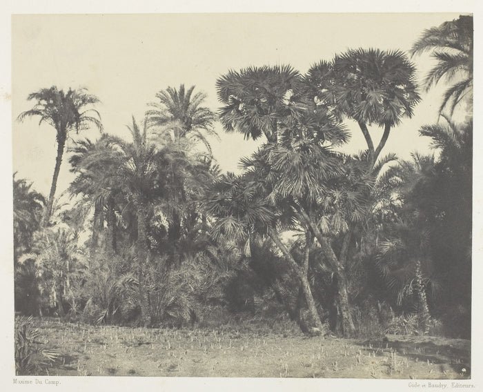 Bois de Dattiers et de Palmiers Doums, Haute-Egypte: Maxime Du Camp ,16x12