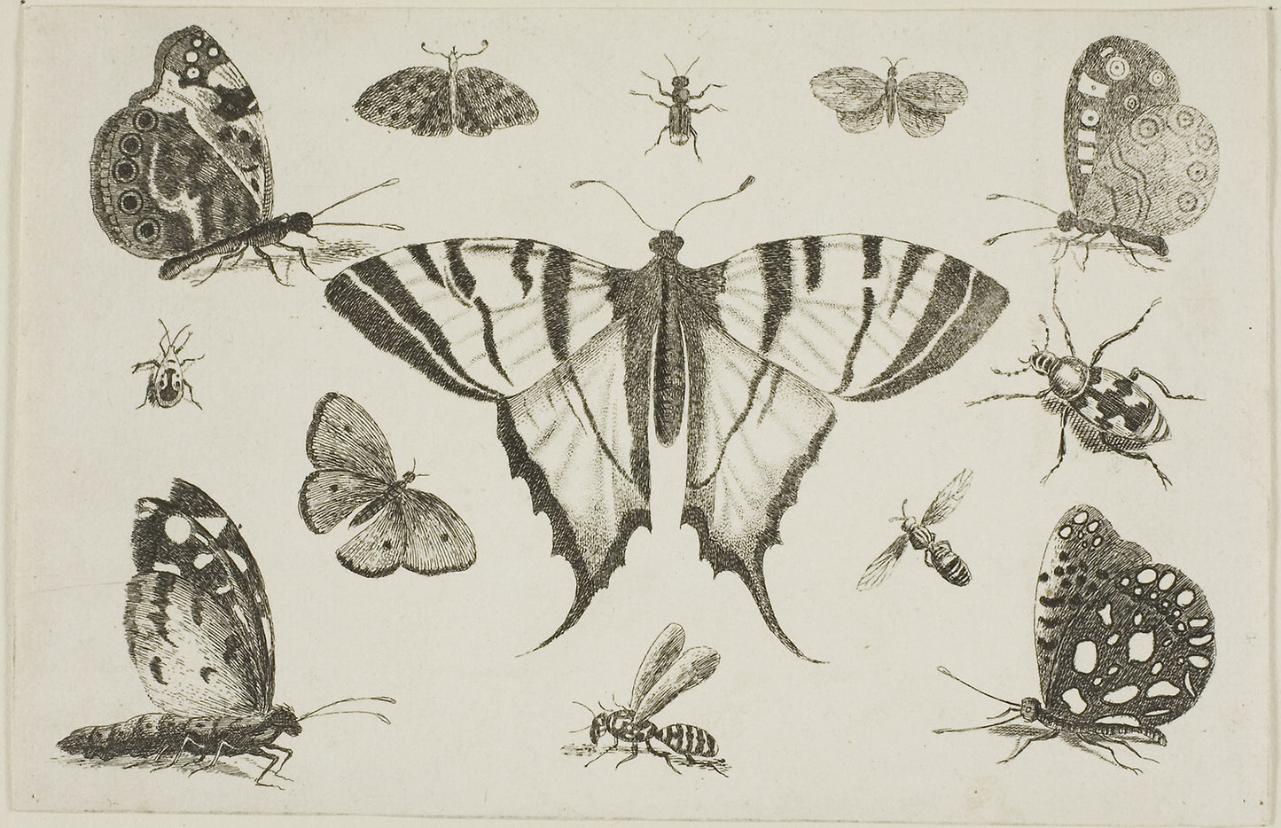 Swallow-Tailed Butterfly and Twelve Other Insects -  Wenceslaus Hollar,  Poster Print Wall Art
