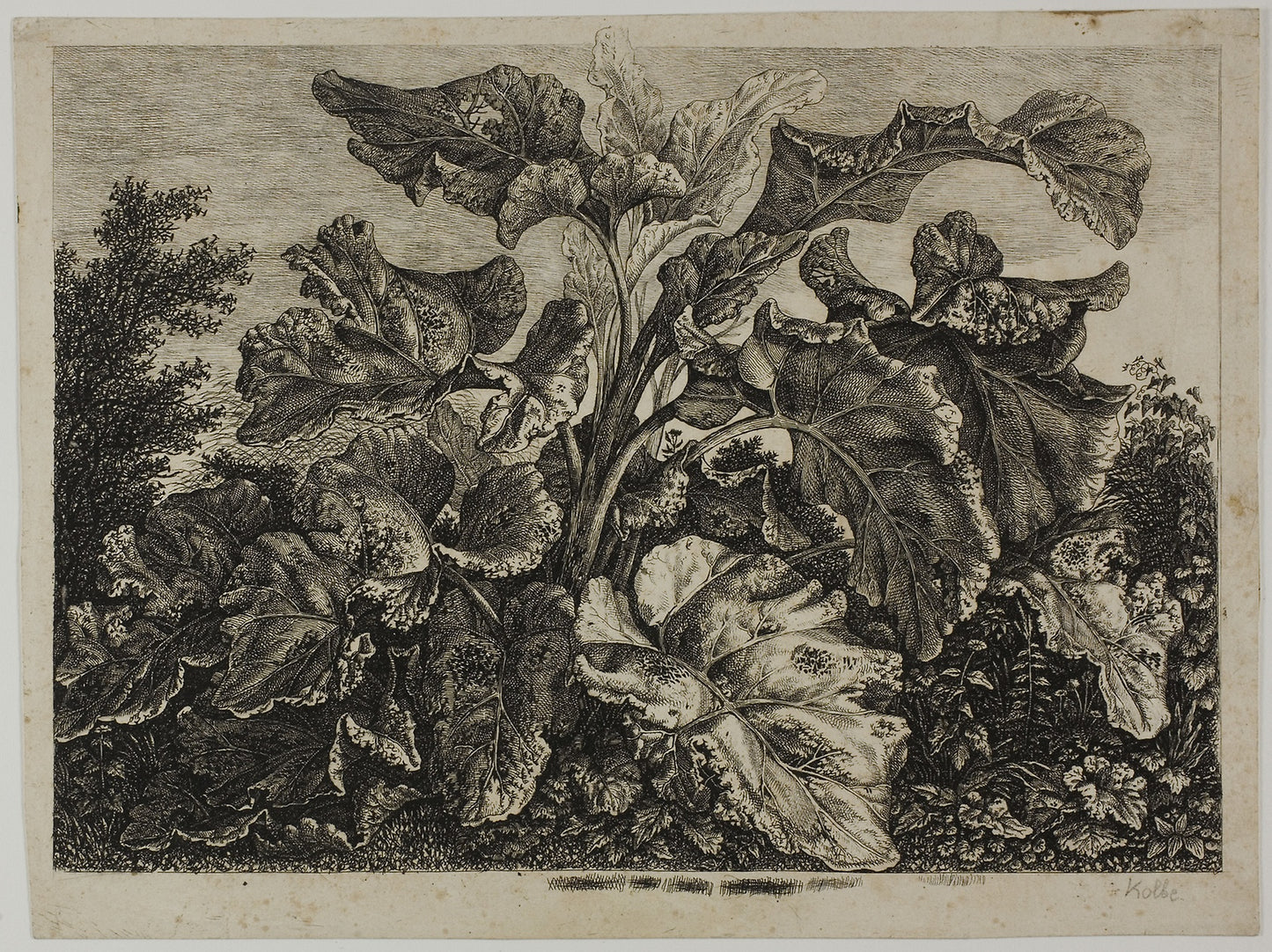 Vegetable Sheet -  Carl Wilhelm Kolbe, the elder,  Poster Print Wall Art