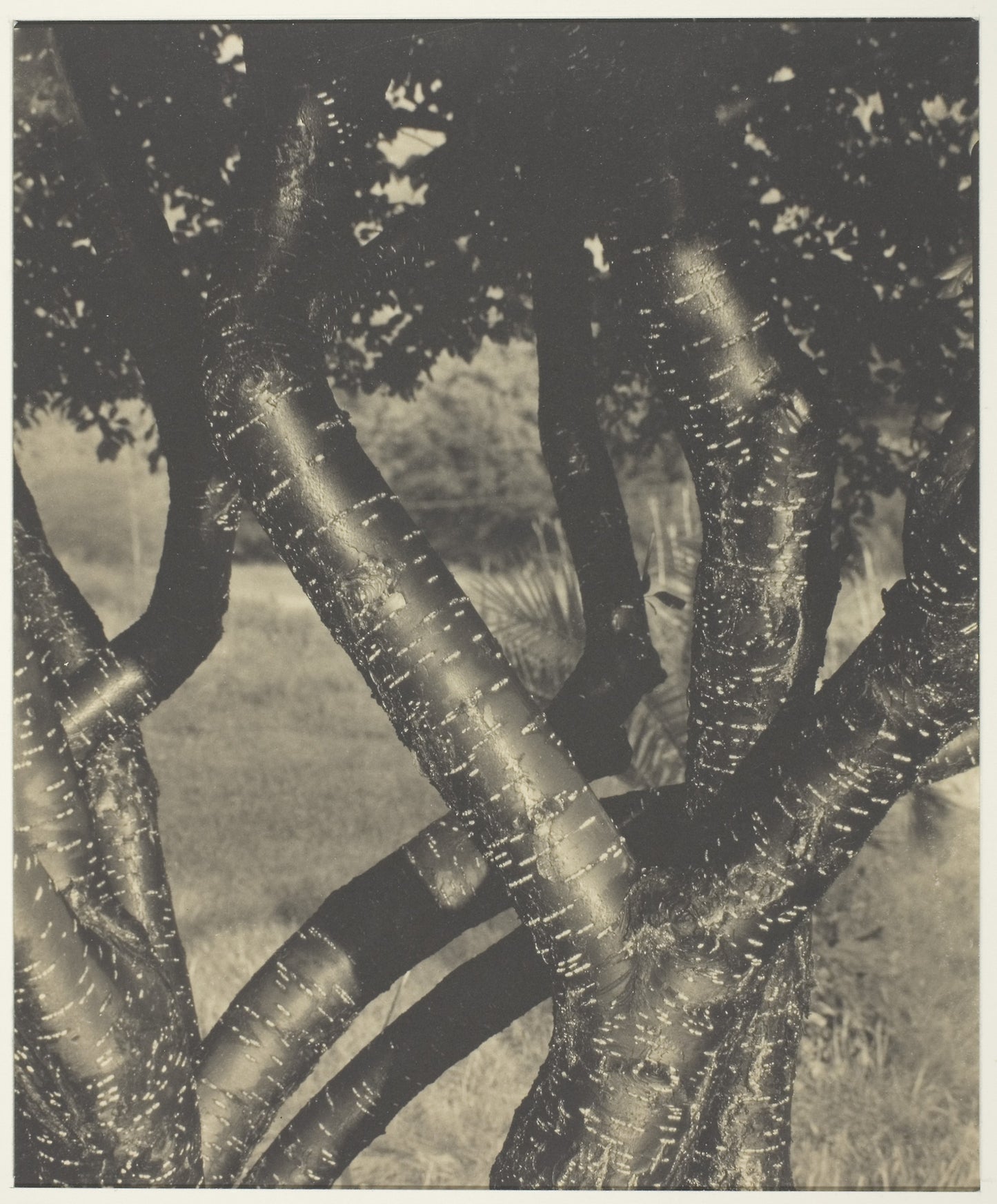 The Dancing Trees -  Alfred Stieglitz,  Poster Print Wall Art