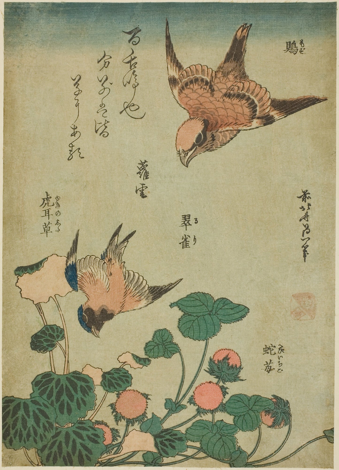 Bull-headed Shrike and Bluebird with Saxifrage and Wild Strawberry (Mozu, ruri, yukinoshita, hebi-ichigo), from an untitled series of flowers and birds -  Katsushika Hokusai ?? ?? ,  Poster Print Wall Art