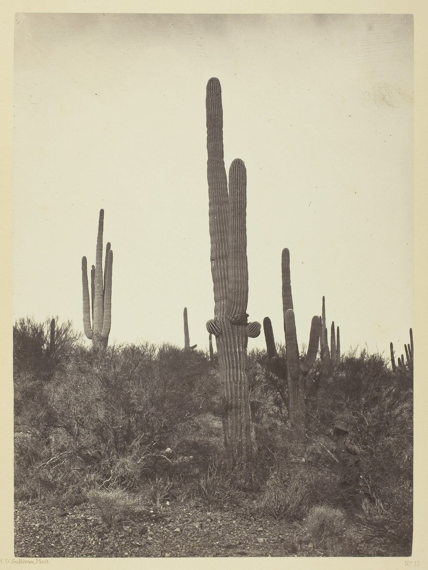 Cereus Giganteus, Arizona -  Timothy O'Sullivan,  Poster Print Wall Art