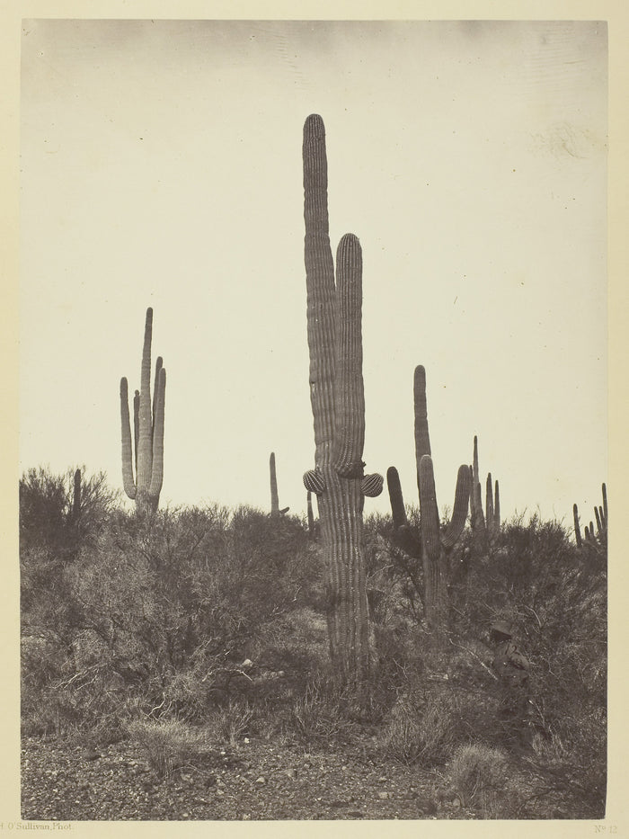 Cereus Giganteus, Arizona: Timothy O'Sullivan,16x12