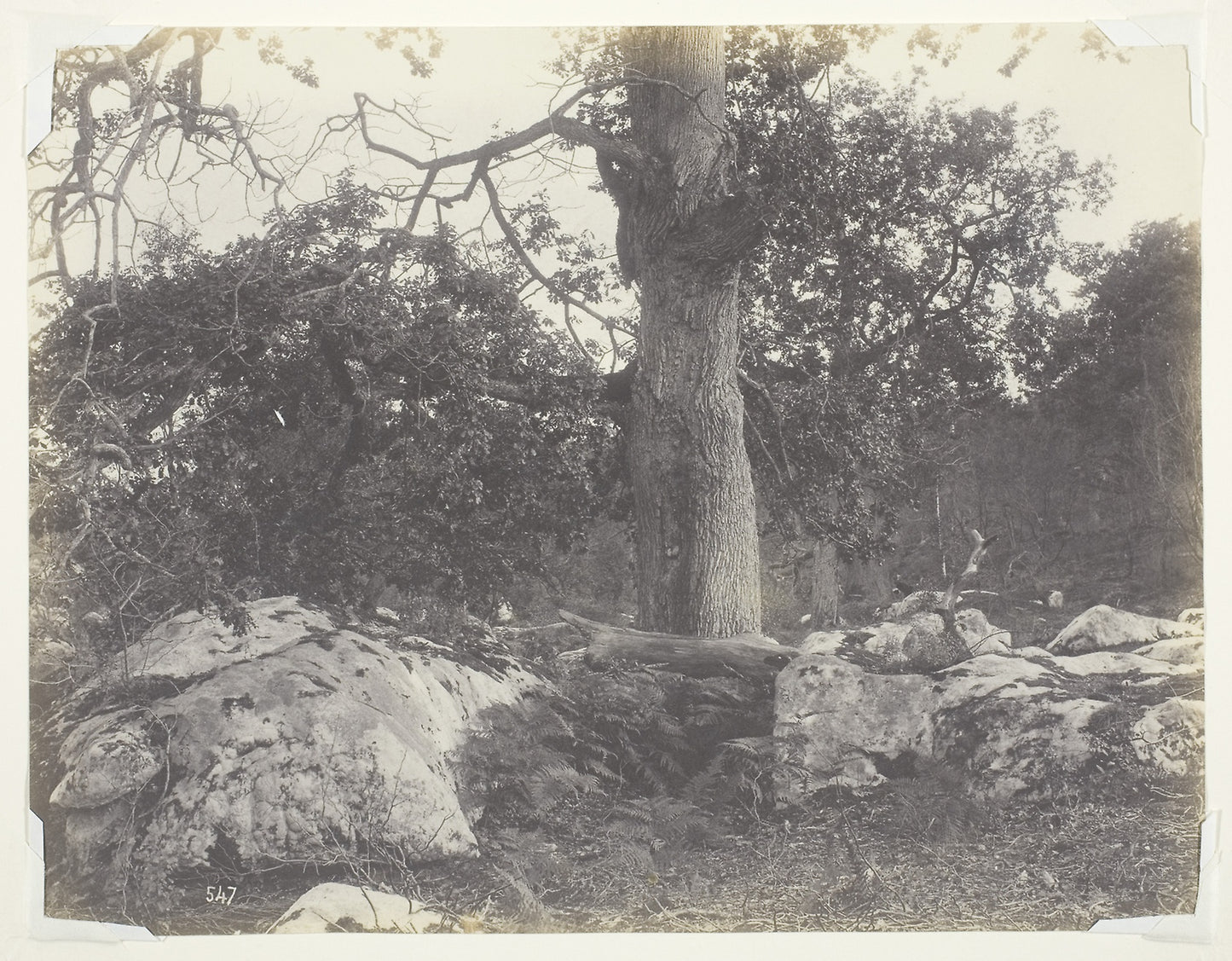 Forest and Rocks, Fontainebleau: Achille Quinet, Poster Print Wall Art