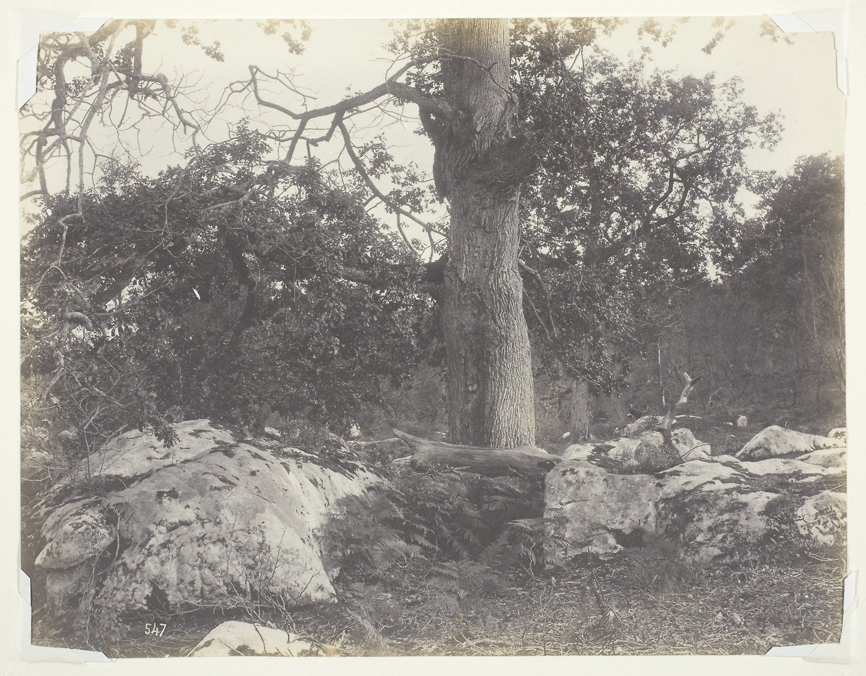 Forest and Rocks, Fontainebleau: Achille Quinet,16x12"(A3) Poster