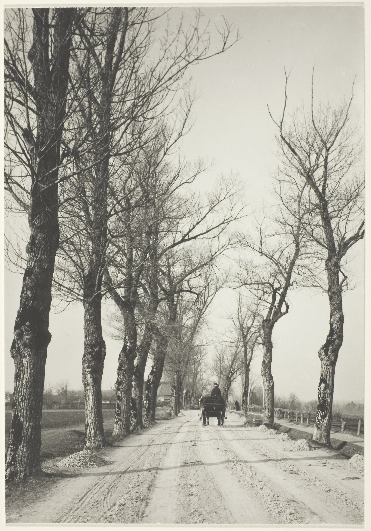 November Days -  Alfred Stieglitz,  Poster Print Wall Art