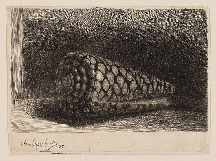 The Shell: Rembrandt van Rijn,16x12