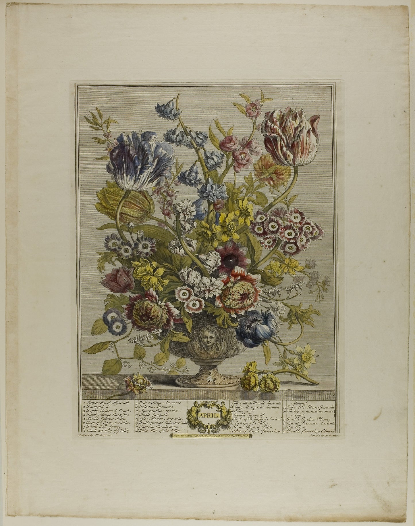 April, from Twelve Months of Flowers -  Henry Fletcher (English, 1710-1750),  Poster Print Wall Art