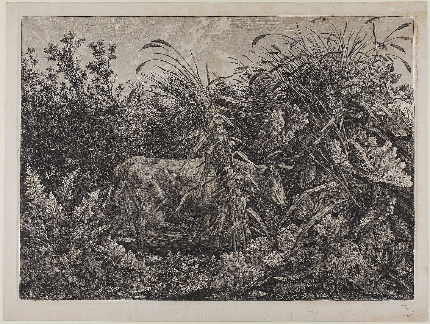 Cow in a Stream -  Carl Wilhelm Kolbe, the elder,  Poster Print Wall Art