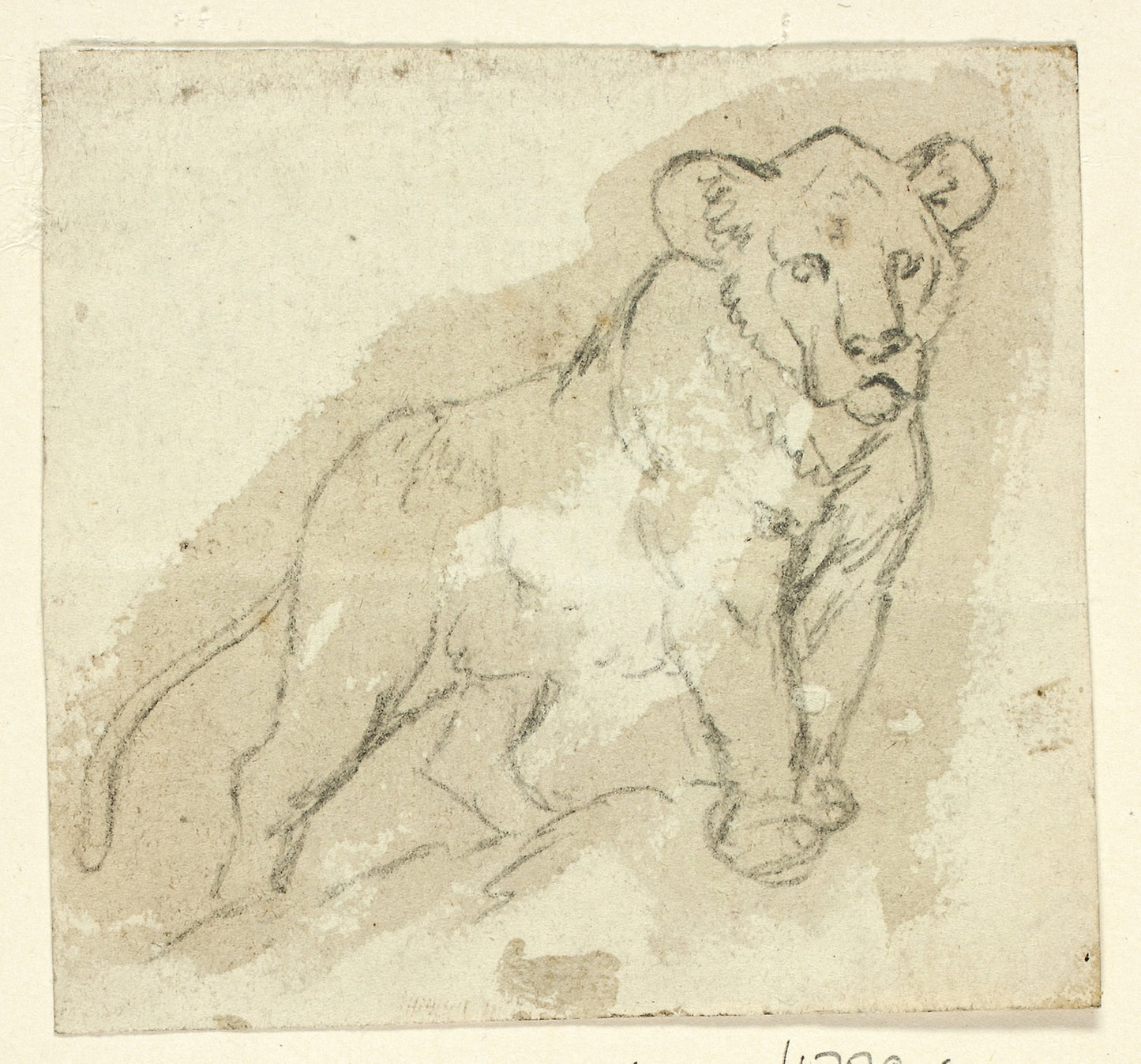Five Sketches of Lions -  Standing Cub -  Henry Stacy Marks (English, 1829-1898),  Poster Print Wall Art