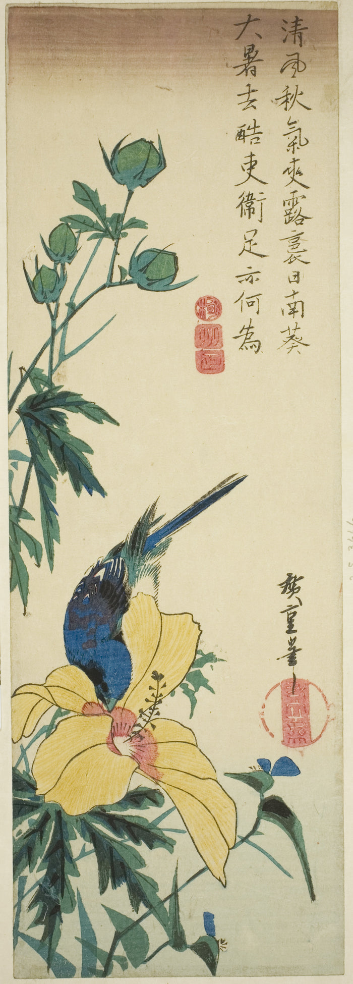 Blue bird and hibiscus: Utagawa Hiroshige ?? ??,16x12