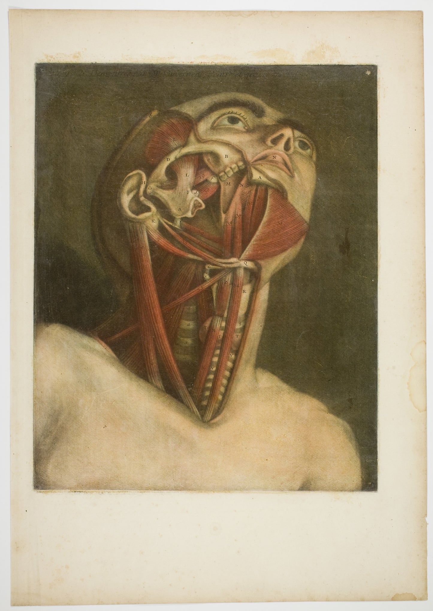 Neck Muscles, plate three from Complete musculature in Natural Size and Color -  Jacques Fabien Gautier D'Agoty,  Poster Print Wall Art