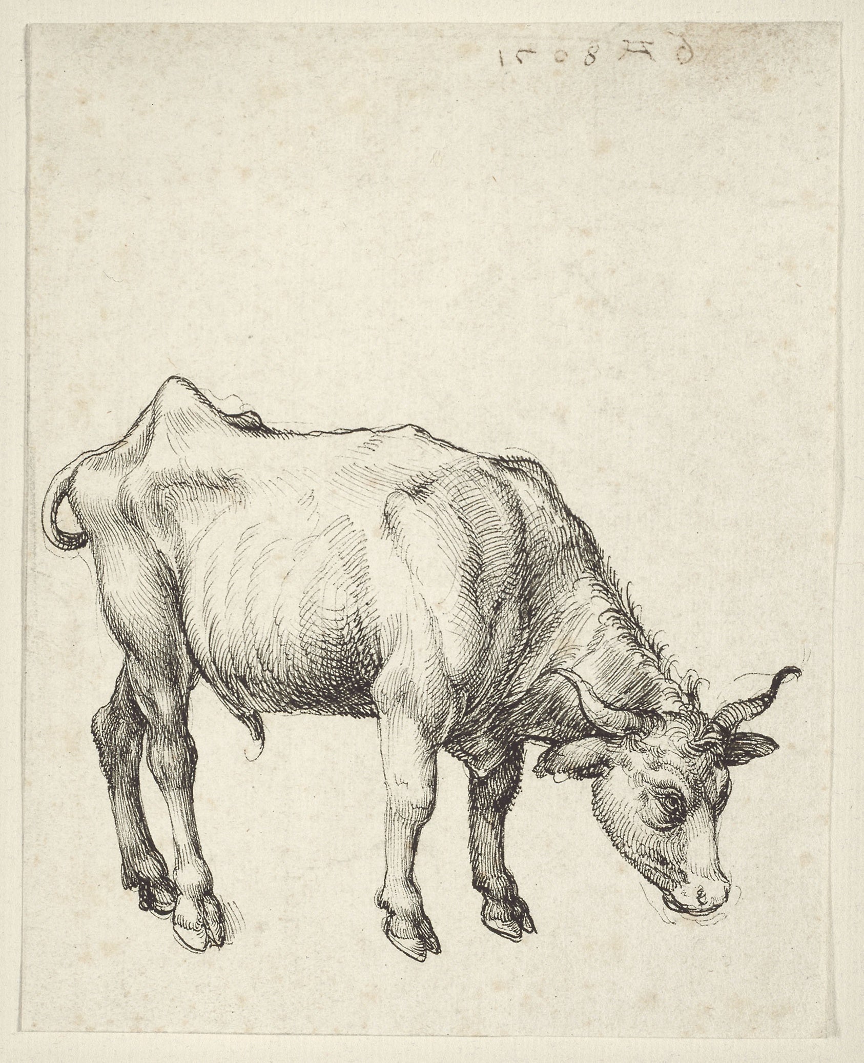 Young Bull: Albrecht Dürer,16x12"(A3) Poster