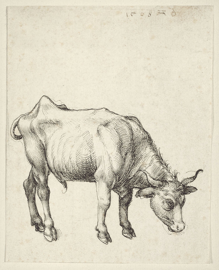 Young Bull: Albrecht Dürer,16x12
