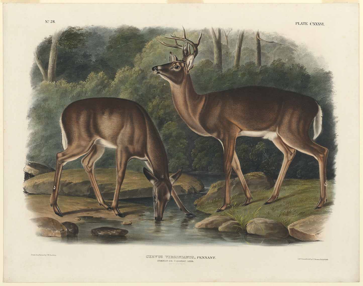 Cervus Virginianus -  John Woodhouse Audubon,  Poster Print Wall Art