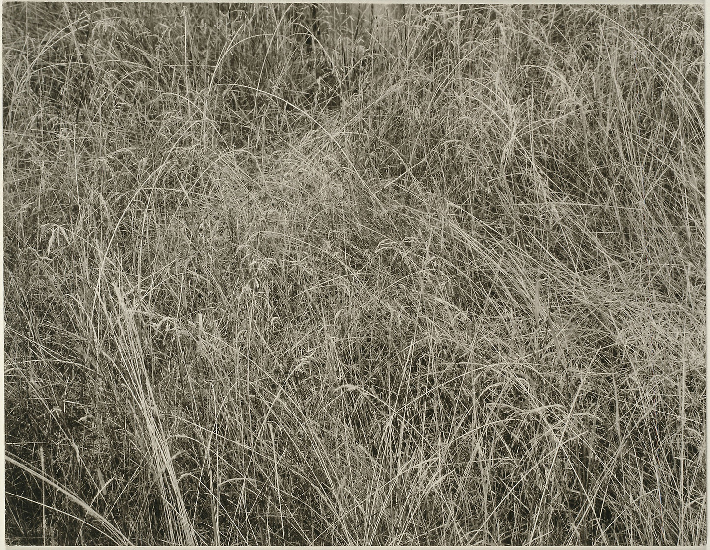Grass -  Alfred Stieglitz,  Poster Print Wall Art