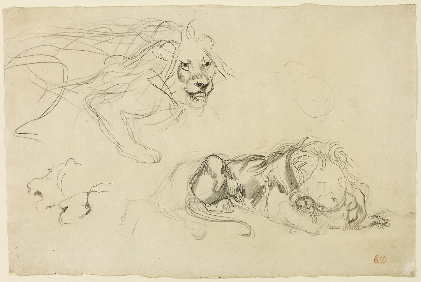 Studies of Lions -  Eugène Delacroix,  Poster Print Wall Art
