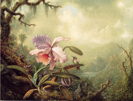 Heliodore's Woodstar and a Pink Orchid, vintage artwork by Martin Johnson Heade, A3 (16x12") Poster Print