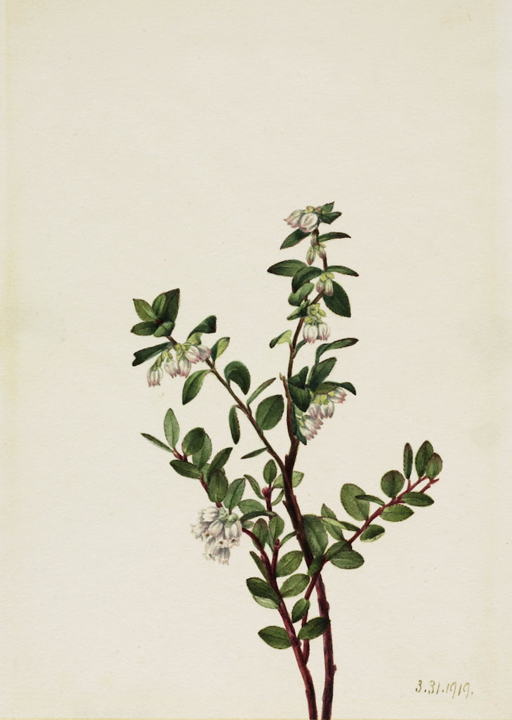 ox Huckleberry (Gaylussacia brachycera) by Mary Vaux Walcott,A3(16x12")Poster