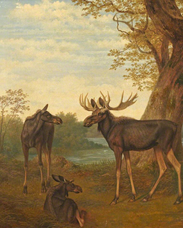 Moose, vintage artwork by Jacques-Laurent Agasse, 12x8" (A4) Poster