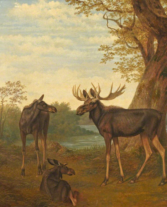 Moose, vintage artwork by Jacques-Laurent Agasse, 12x8" (A4) Poster