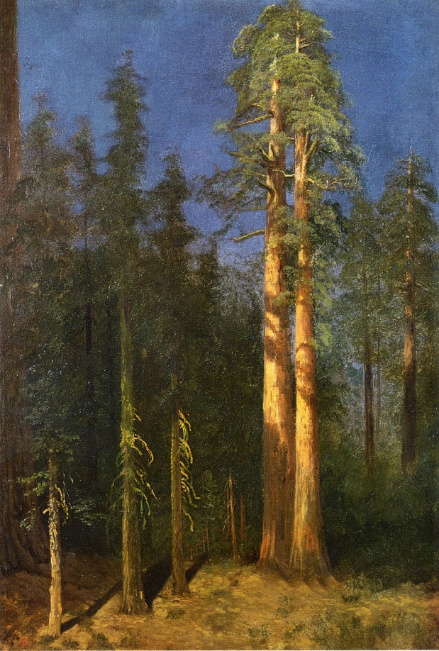 California Redwoods, vintage artwork by Albert Bierstadt, 12x8" (A4) Poster