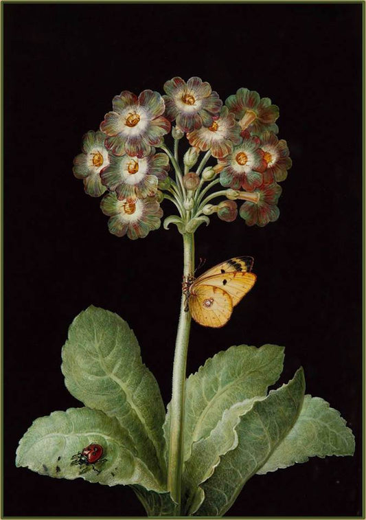 primula with a ladybird and butterfly, vintage artwork by Barbara Regina  Dietzsch, 12x8" (A4) Poster
