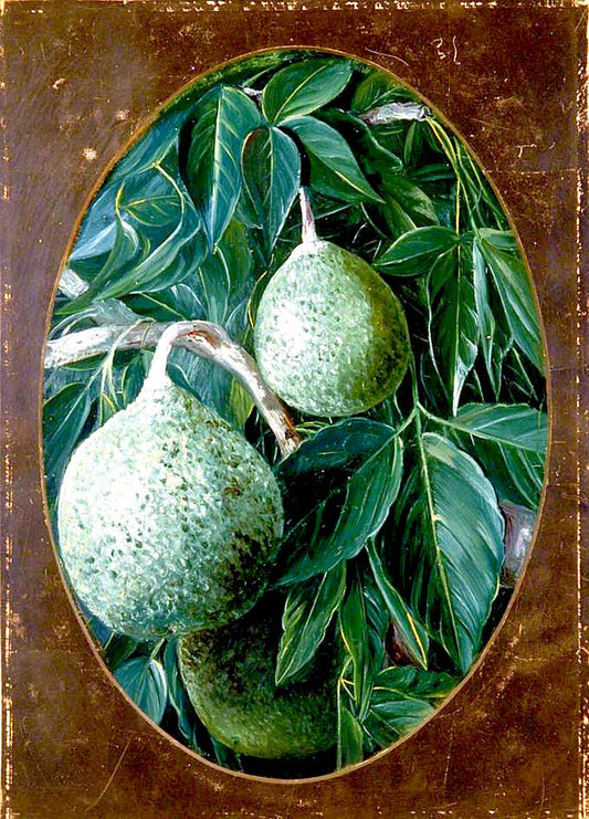 The Avocado or Alligator Pear, vintage artwork by Marianne North, 12x8" (A4) Poster