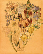 Mont Louis, Flower Study by Charles Rennie MacKintosh,A3(16x12")Poster