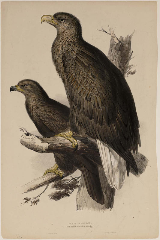Sea Eagle, vintage artwork by Edward Lear, A3 (16x12") Poster Print