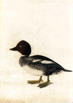 Redhead Duck, vintage artwork by John James Audubon, 12x8" (A4) Poster