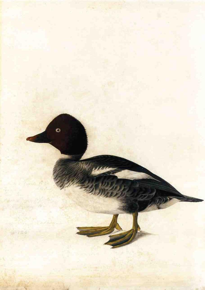 Redhead Duck, vintage artwork by John James Audubon, 12x8