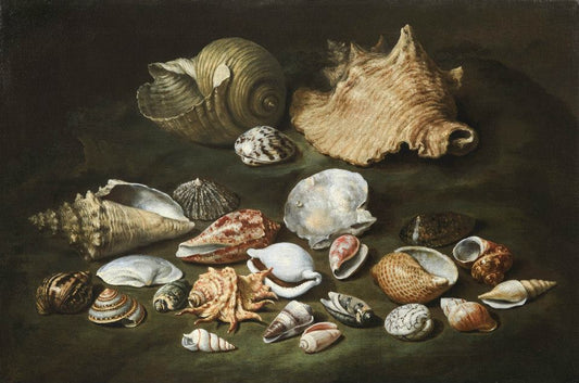 Still life with shells, vintage artwork by Paolo Porpora, 12x8" (A4) Poster