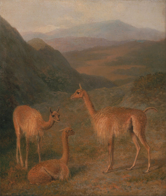Vicunas, vintage artwork by Jacques-Laurent Agasse, 12x8" (A4) Poster