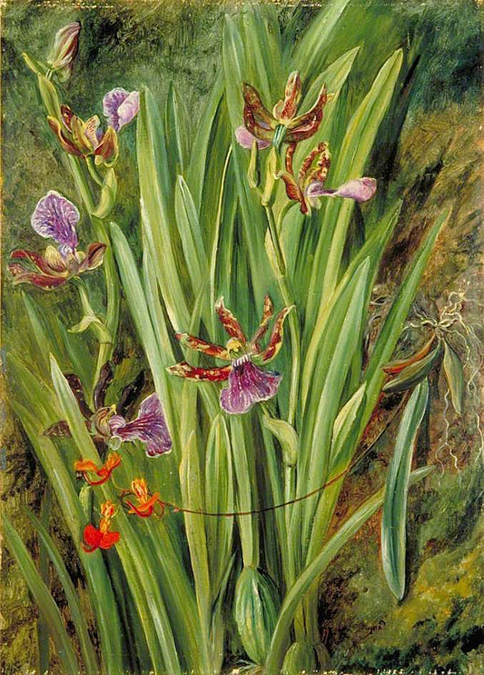 Brazilian Orchids, vintage artwork by Marianne North, 12x8" (A4) Poster
