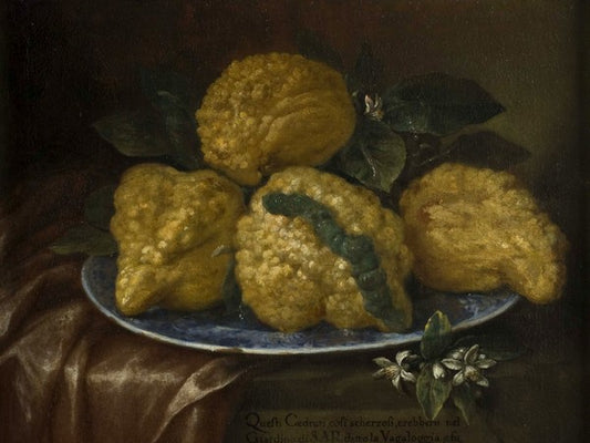 Quattro cedrati di Firenze su un piatto di ceramica, vintage artwork by Bartolomeo Bimbi, 12x8" (A4) Poster
